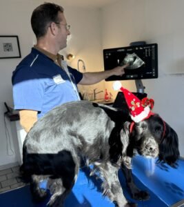 Ovulation visualisée à l'échographie