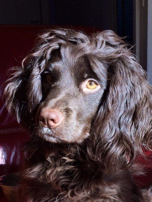 Working Cocker at home with the family