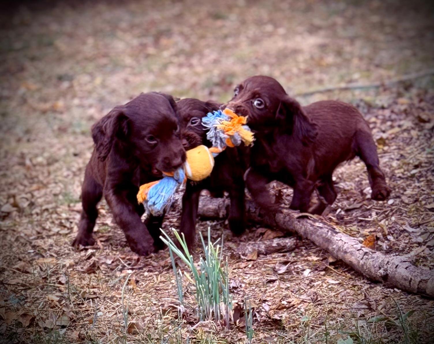 Working Cocker bitch with her litter