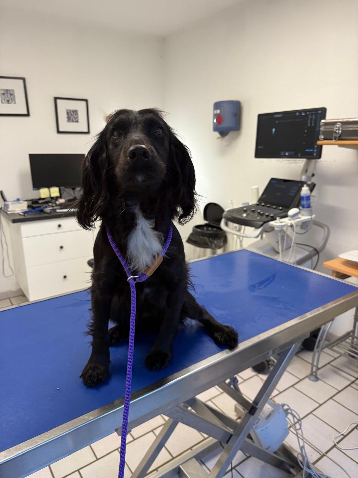 Suivi vétérinaire spécialisé d’une chienne en clinique